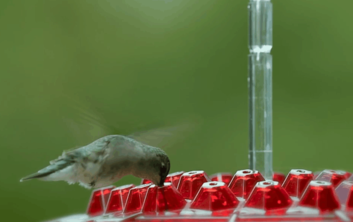 Hummingbird Feeder With Ant-Proof Design And Outdoor Hanging Perch