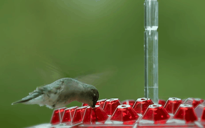 Hummingbird Feeder With Ant-Proof Design And Outdoor Hanging Perch