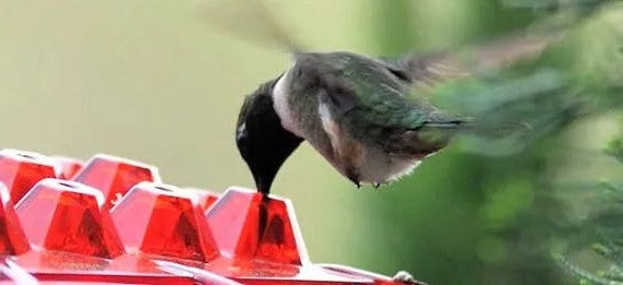 Hummingbird Feeder With Ant-Proof Design And Outdoor Hanging Perch