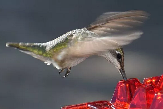 Hummingbird Feeder With Ant-Proof Design And Outdoor Hanging Perch