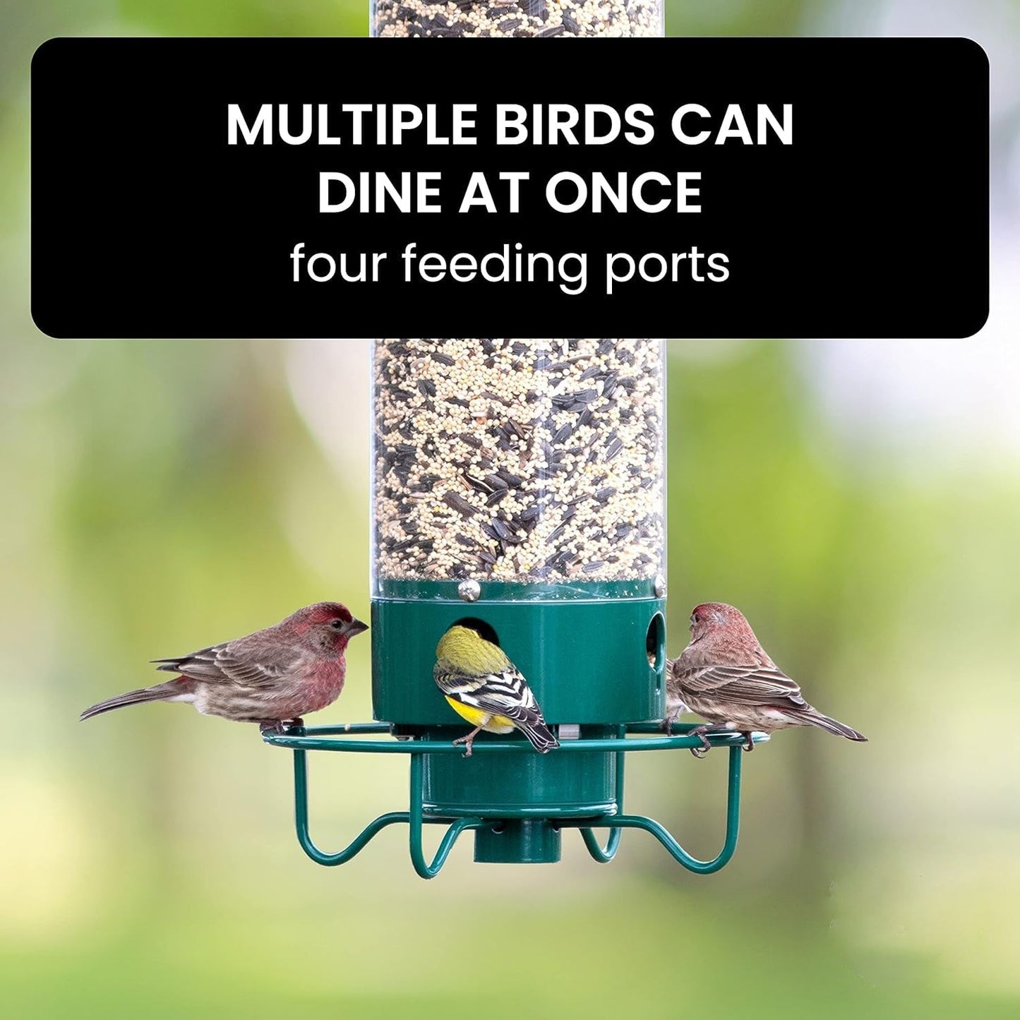 Bird Feeder With Squirrel-Proof Mechanism To Prevent Seed Theft