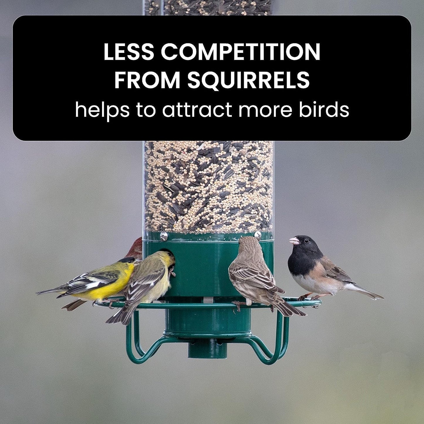 Bird Feeder With Squirrel-Proof Mechanism To Prevent Seed Theft