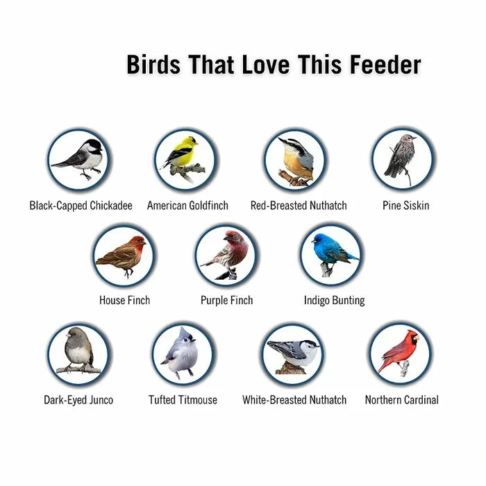 Bird Feeder With Squirrel-Proof Mechanism To Prevent Seed Theft