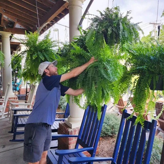 Artificial Boston Fern Plant for Porch and Balcony Display