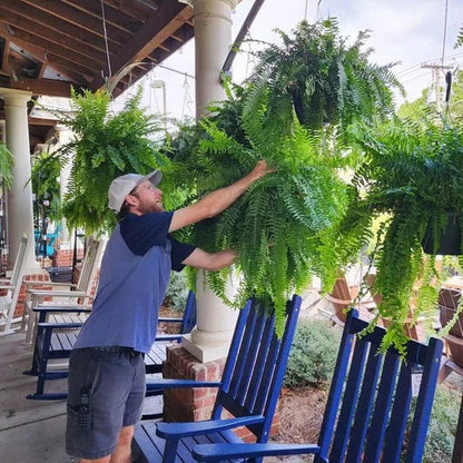 Artificial Boston Fern Plant for Porch and Balcony Display