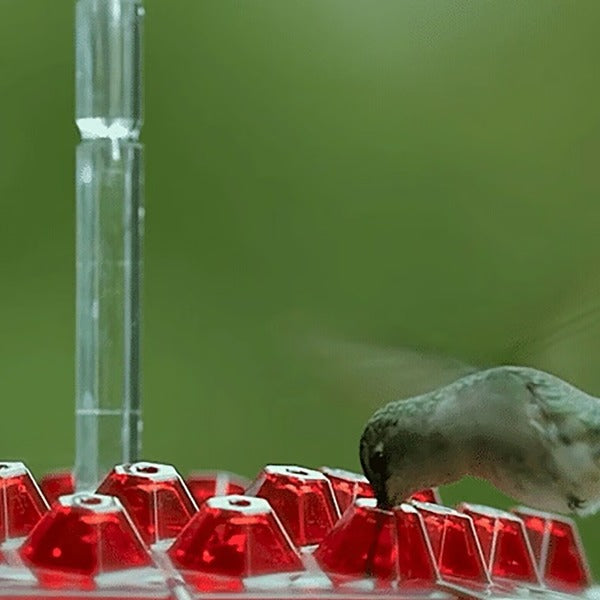 Hummingbird Feeder With Built-In Ant Moat And Easy-Clean Design