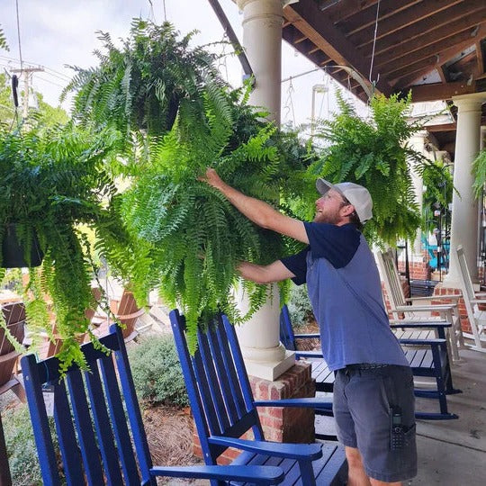 Artificial Boston Fern Plant, UV-Resistant Lifelike Outdoor Decor