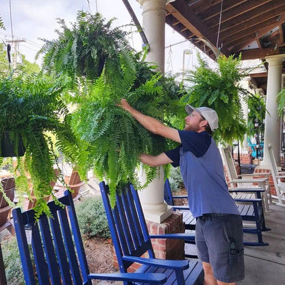 Artificial Boston Fern Plant, UV-Resistant Lifelike Outdoor Decor