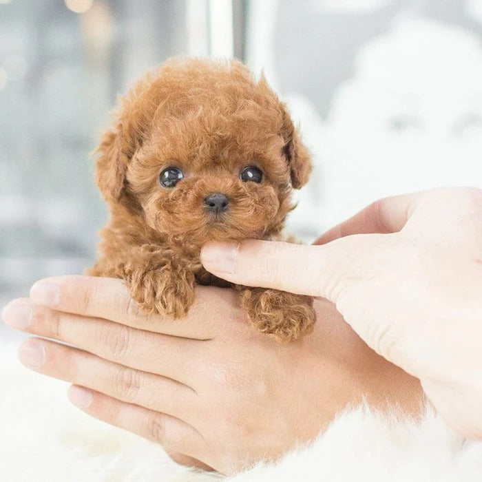 Interactive Robot Puppy Toy Lifelike Robotic Pet For Kids